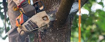 Best Fruit Tree Pruning  in Cave Junction, OR