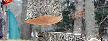 Best Tree and Shrub Care  in Cave Junction, OR