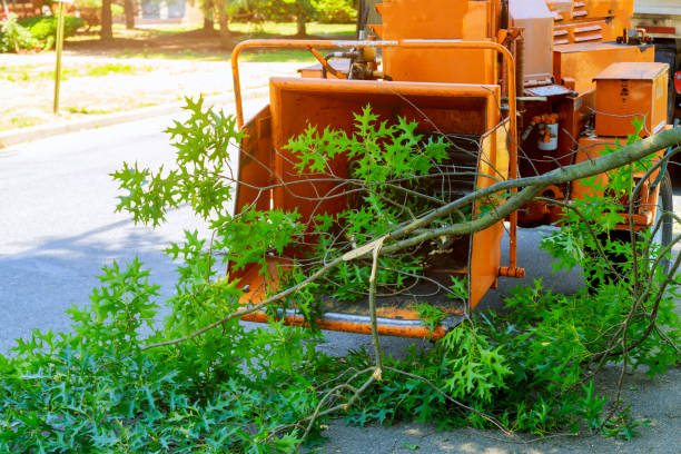 Best Lawn Pest Prevention  in Cave Junction, OR