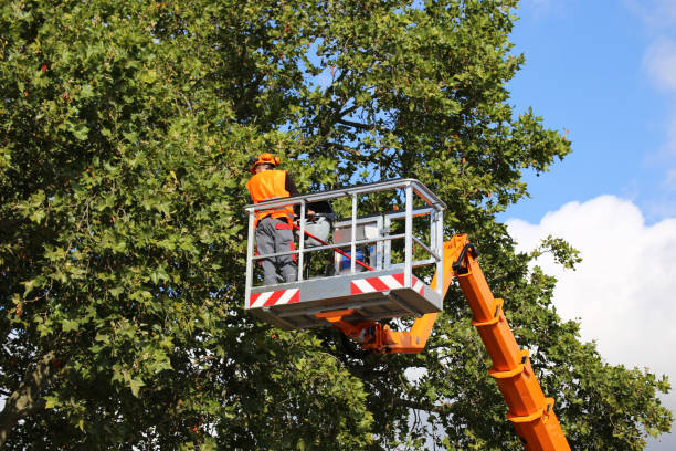 How Our Tree Care Process Works  in  Cave Junction, OR