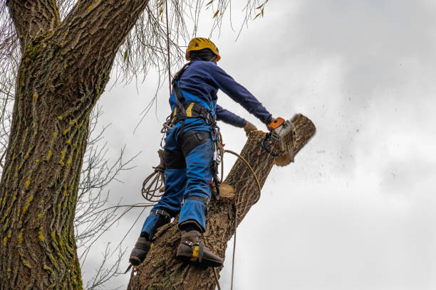 Best Tree Cabling and Bracing  in Cave Junction, OR