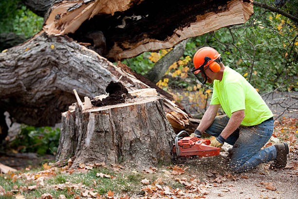 Best Tree Preservation Services  in Cave Junction, OR