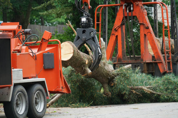 Professional Tree Services in Cave Junction, OR