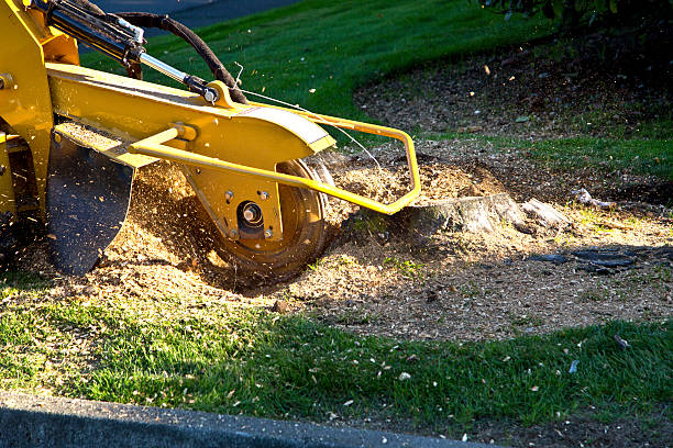 Best Lawn Maintenance Plans  in Cave Junction, OR