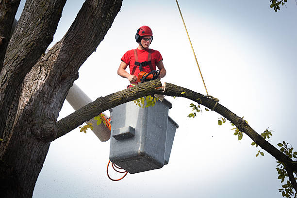 Best Tree Mulching  in Cave Junction, OR