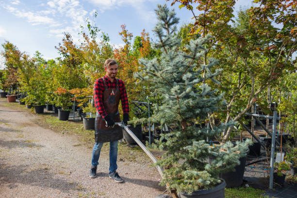 Best Weed Control  in Cave Junction, OR