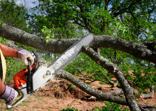 Best Lawn Disease Treatment  in Cave Junction, OR