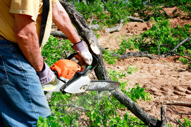 Best Root Management and Removal  in Cave Junction, OR