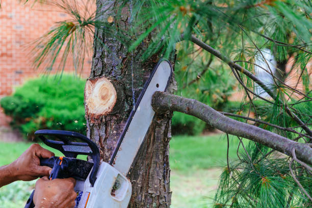 Best Lawn Pest Prevention  in Cave Junction, OR